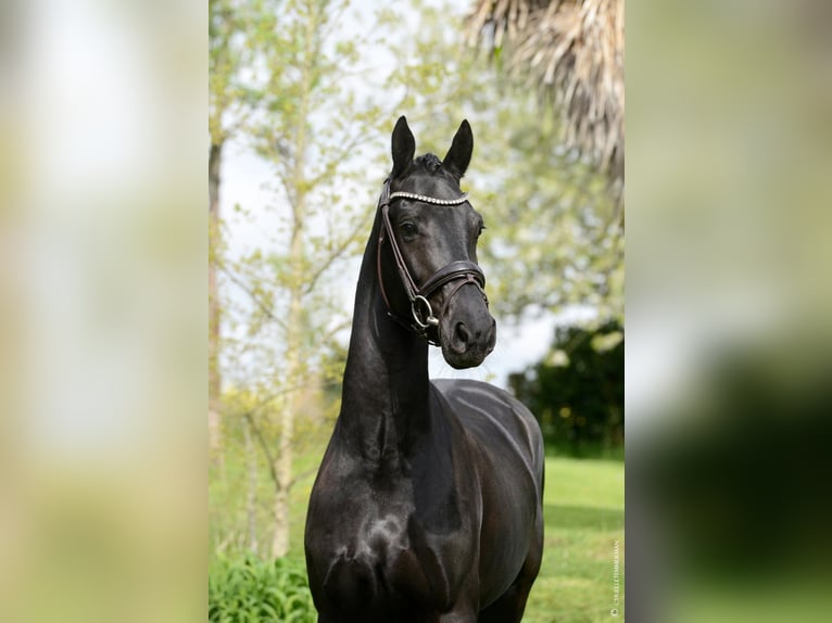 Selle Français Ruin 5 Jaar 167 cm Zwart in Ronquerolles