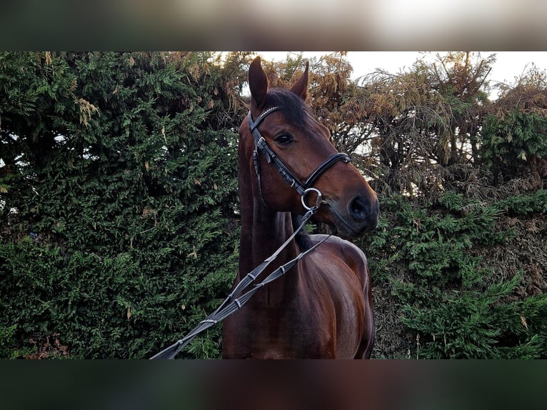 Selle Français Mix Ruin 5 Jaar 168 cm Bruin in GROTE-BROGEL