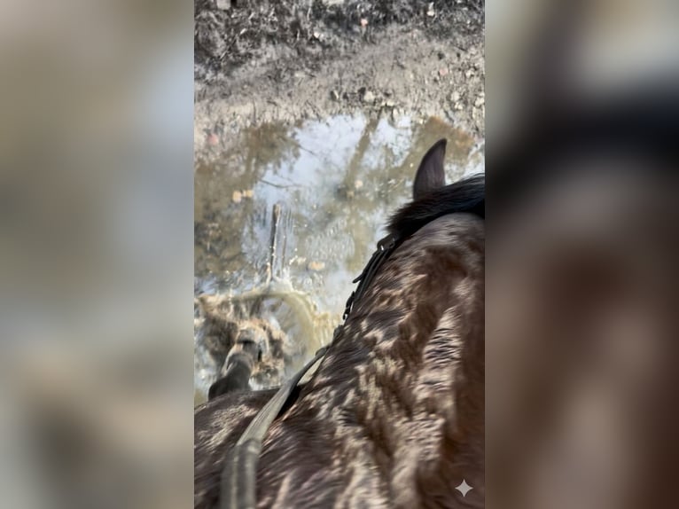 Selle Français Ruin 5 Jaar 168 cm Zwartbruin in Trooz