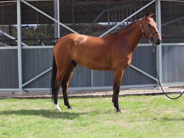 Selle Français Ruin 5 Jaar 169 cm Roodbruin in Zutendaal