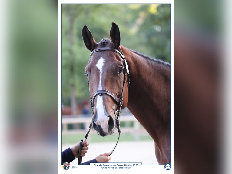 Selle Français Ruin 5 Jaar 173 cm Bruin in Saumur