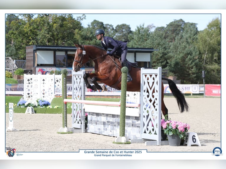 Selle Français Ruin 5 Jaar 173 cm Bruin in Saumur