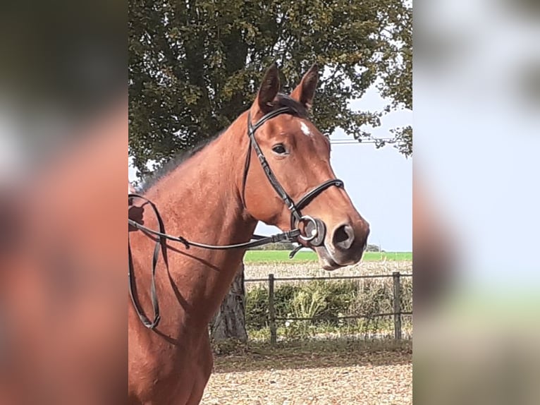 Selle Français Ruin 5 Jaar 173 cm Bruin in Cheviré-le-Rouge