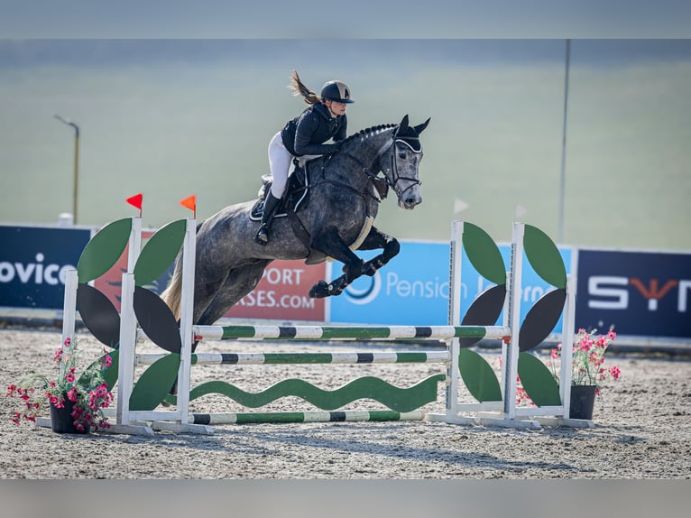 Selle Français Ruin 5 Jaar 180 cm Schimmel in Czech Republic