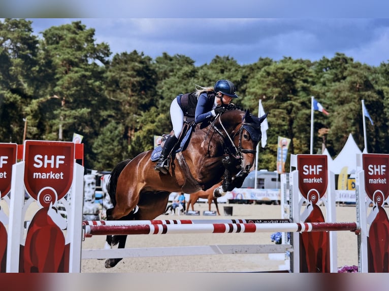 Selle Français Ruin 6 Jaar 158 cm in Sautron