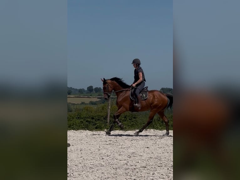 Selle Français Ruin 6 Jaar 165 cm Bruin in Liège