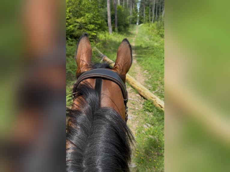 Selle Français Ruin 6 Jaar 165 cm Bruin in Liège