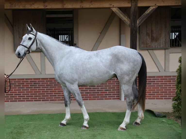 Selle Français Ruin 6 Jaar 167 cm Schimmel in Sanerville