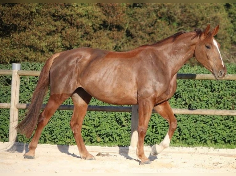 Selle Français Ruin 6 Jaar 167 cm  in Uzeste