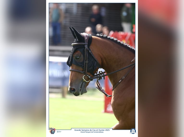 Selle Français Ruin 6 Jaar 168 cm Bruin in Dourdan