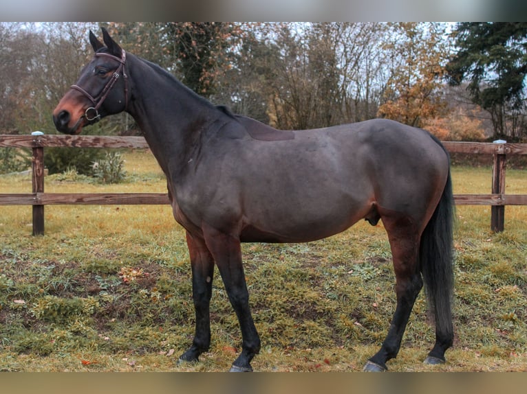 Selle Français Ruin 6 Jaar 168 cm Bruin in Saint-Georges-de-Reintembault