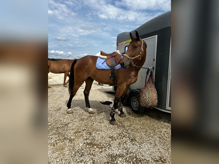 Selle Français Ruin 6 Jaar 170 cm Bruin in Saint-Geniès-de-Malgoirès