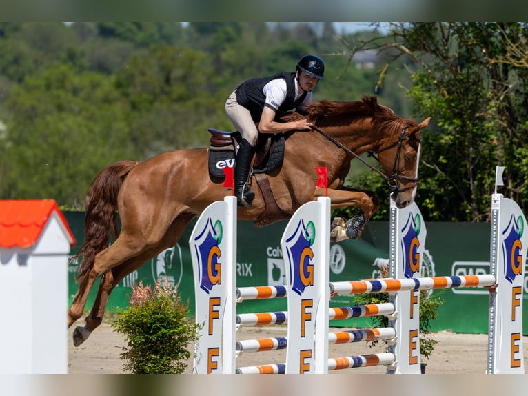 Selle Français Ruin 6 Jaar 170 cm Donkere-vos in Saint-Pierre-de-Coutances