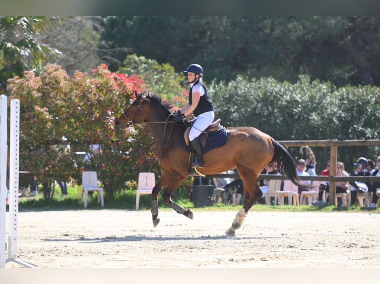 Selle Français Ruin 6 Jaar 172 cm Bruin in Saint-Thibéry