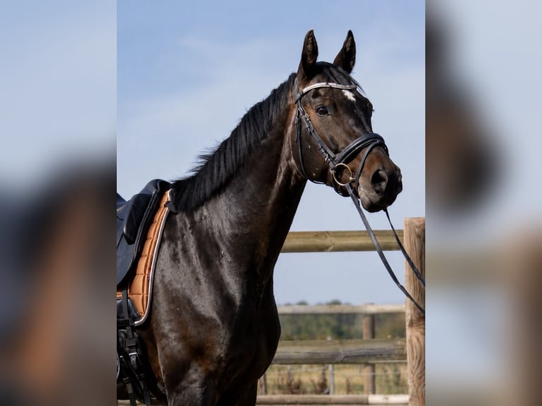 Selle Français Ruin 6 Jaar 173 cm Donkerbruin in Isére