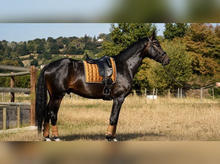 Selle Français Ruin 6 Jaar 173 cm Donkerbruin in Isére