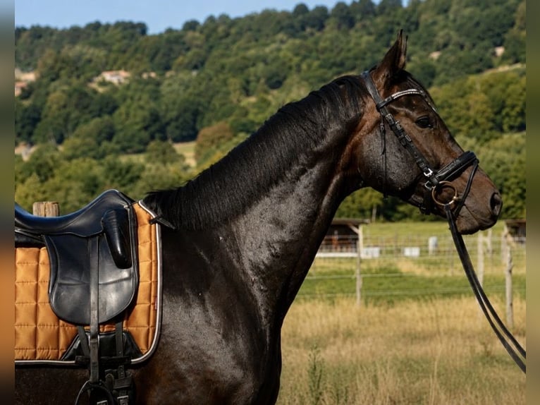 Selle Français Ruin 6 Jaar 173 cm Donkerbruin in Isére