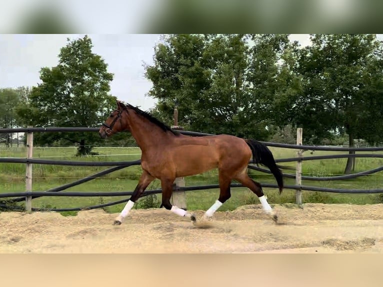 Selle Français Ruin 6 Jaar 174 cm Bruin in Macqueville