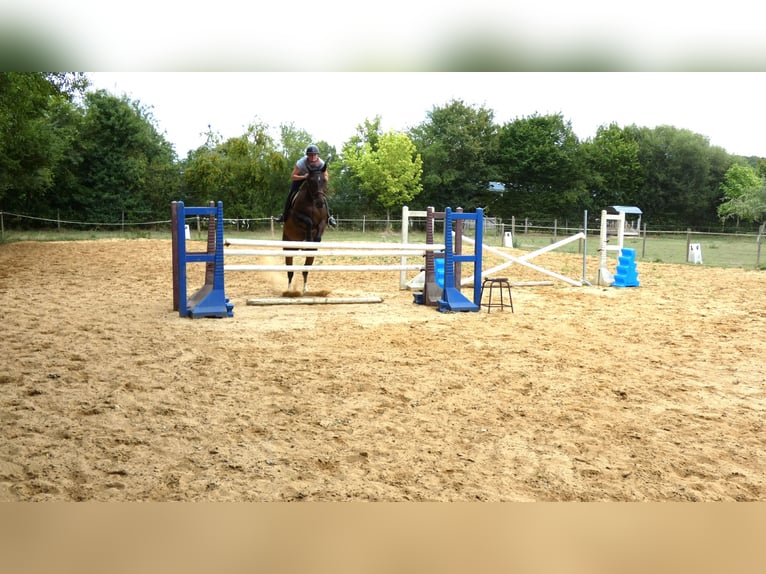 Selle Français Ruin 6 Jaar 175 cm Bruin in BEAUFAY