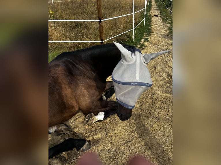 Selle Français Ruin 6 Jaar 175 cm Bruin in D&#xFC;ren