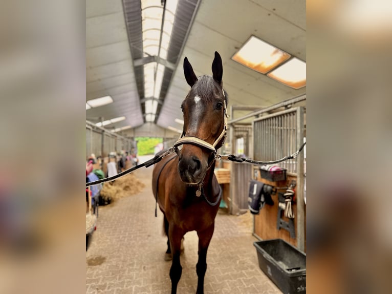 Selle Français Ruin 6 Jaar 175 cm Bruin in D&#xFC;ren