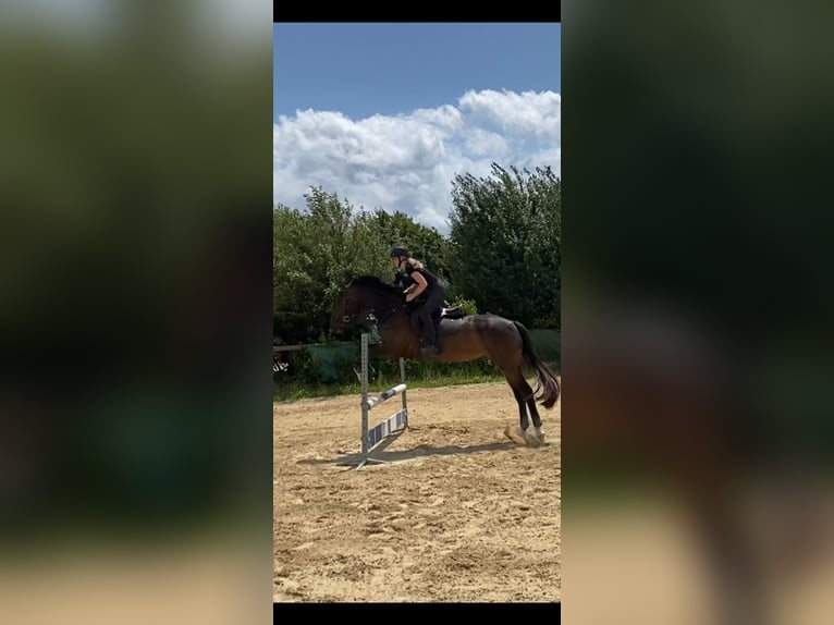 Selle Français Ruin 6 Jaar 175 cm Bruin in D&#xFC;ren