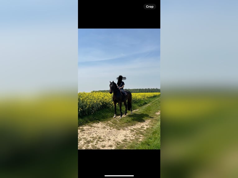 Selle Français Ruin 6 Jaar 175 cm Donkerbruin in Zülpich