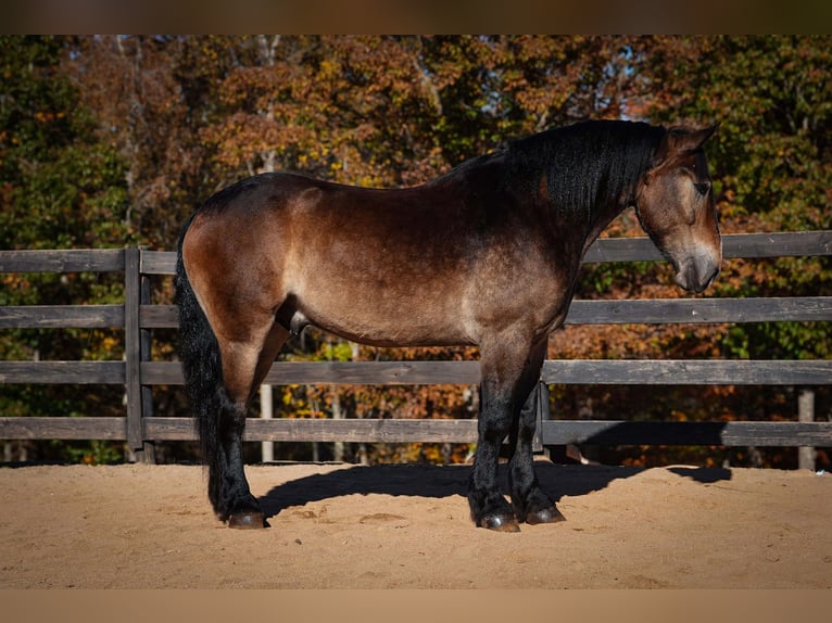 Selle Français Mix Ruin 6 Jaar Buckskin in Clover