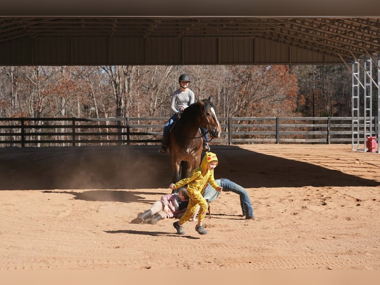 Selle Français Mix Ruin 6 Jaar Buckskin in Clover