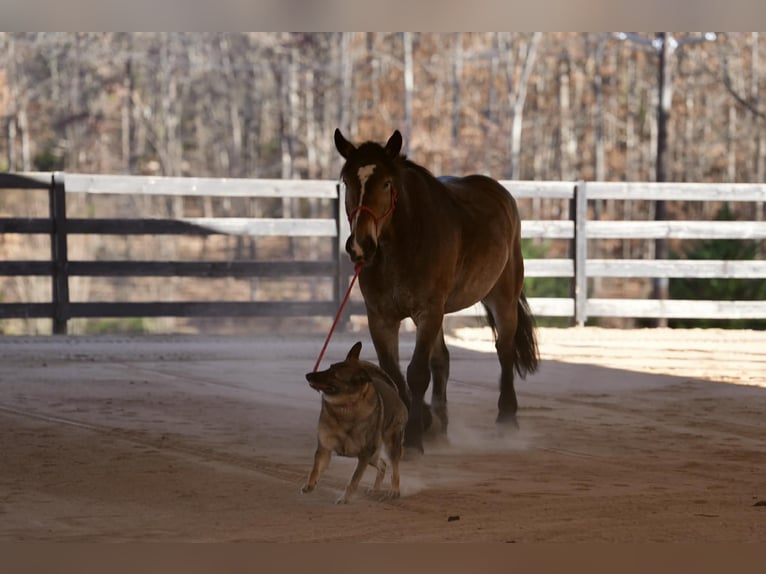 Selle Français Mix Ruin 6 Jaar Buckskin in Clover