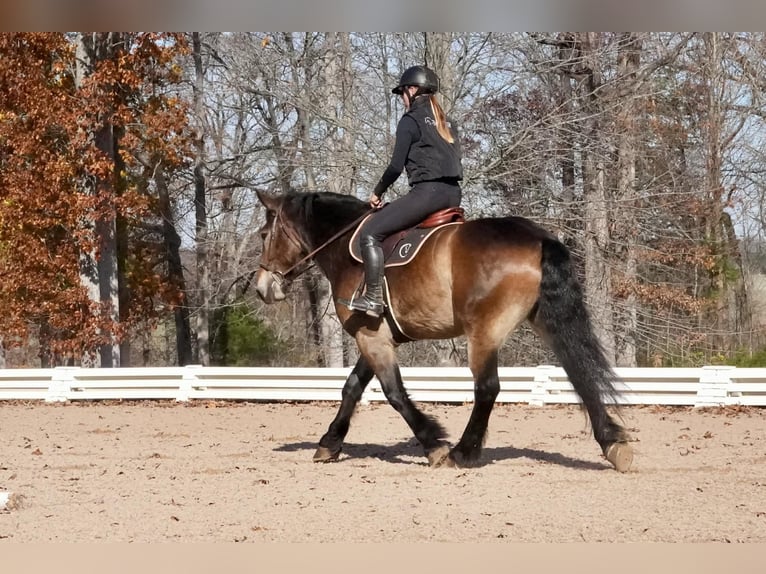 Selle Français Mix Ruin 6 Jaar Buckskin in Clover