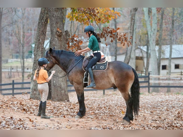 Selle Français Mix Ruin 6 Jaar Buckskin in Clover