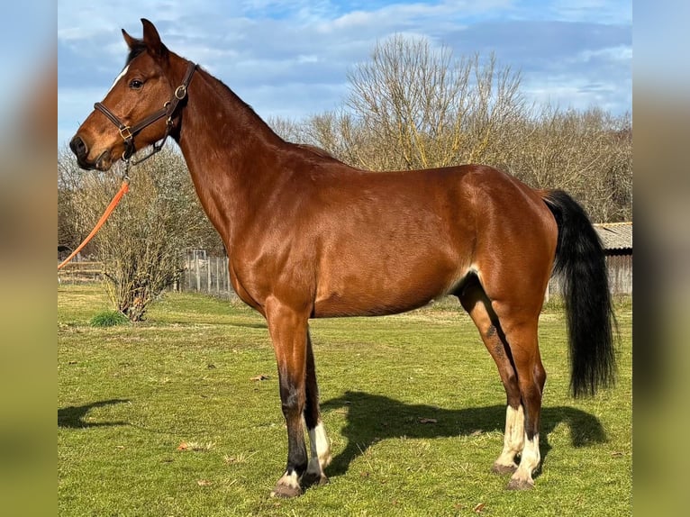 Selle Français Ruin 7 Jaar 160 cm Bruin in Uzeste