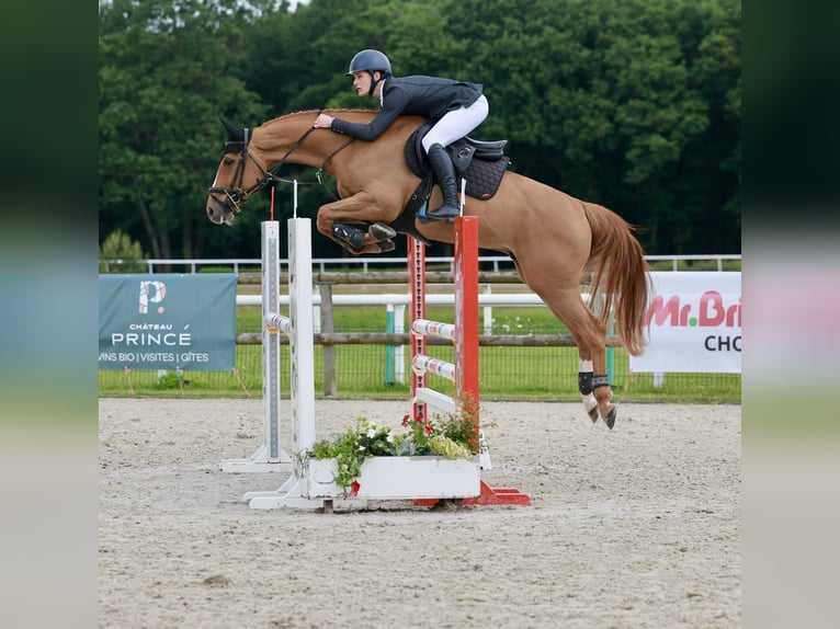 Selle Français Ruin 7 Jaar 163 cm Vos in Saint Viaud