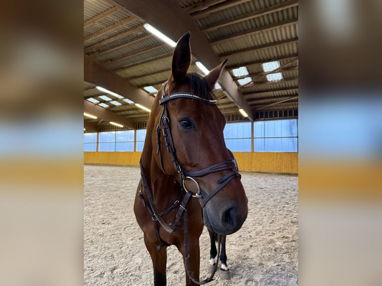 Selle Français Ruin 7 Jaar 165 cm Bruin in Berlin