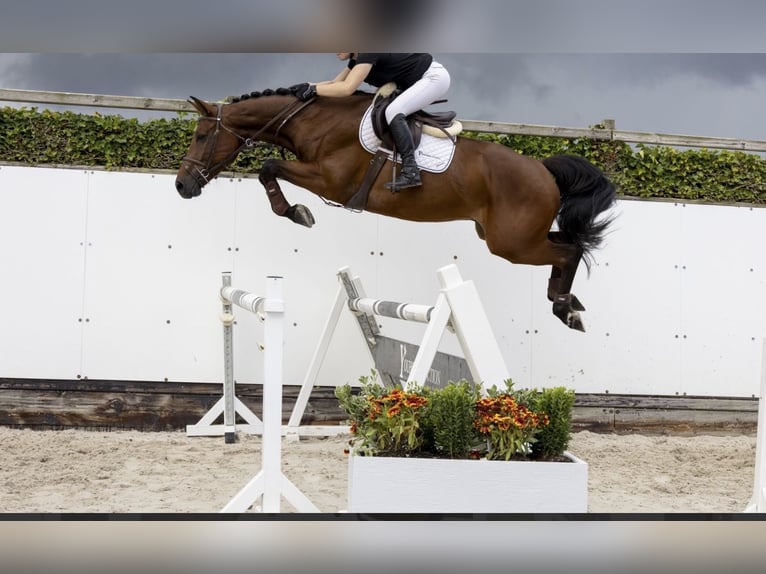 Selle Français Ruin 7 Jaar 165 cm Bruin in Berlin