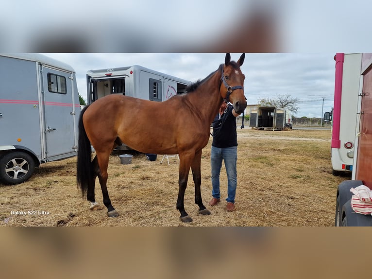 Selle Français Ruin 7 Jaar 166 cm Bruin in cognac