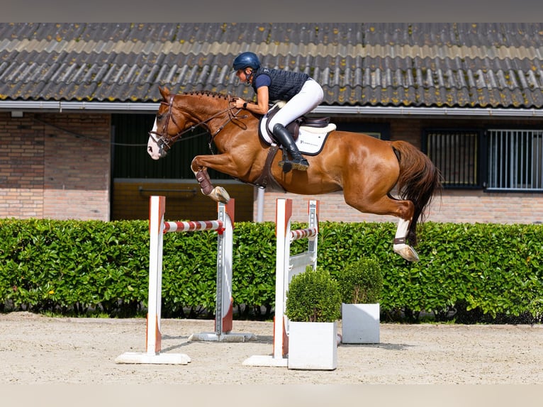 Selle Français Ruin 7 Jaar 166 cm Vos in Waddinxveen