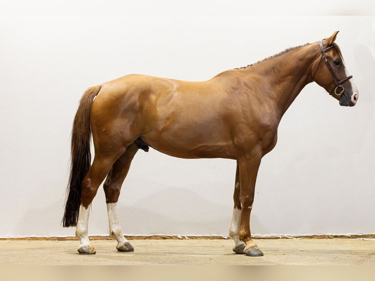 Selle Français Ruin 7 Jaar 166 cm Vos in Waddinxveen