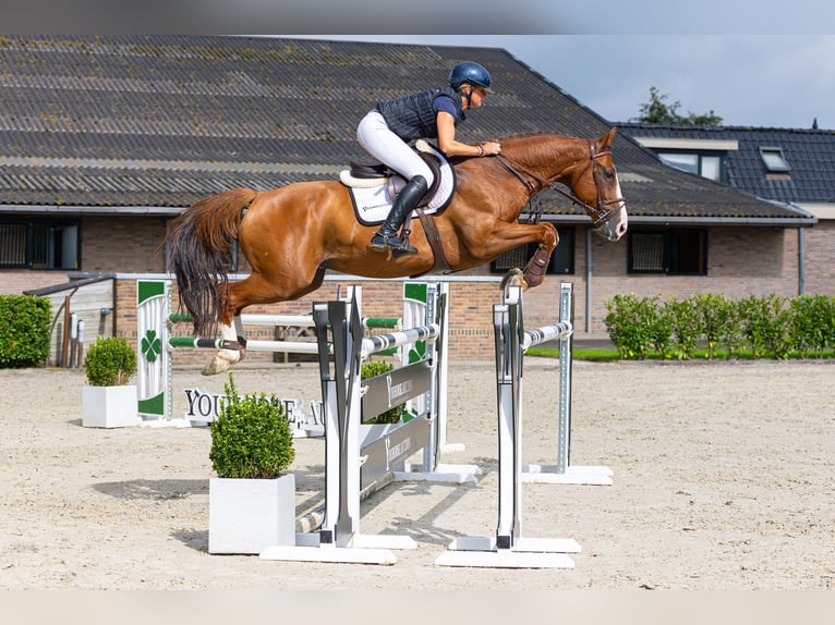 Selle Français Ruin 7 Jaar 166 cm Vos in Waddinxveen