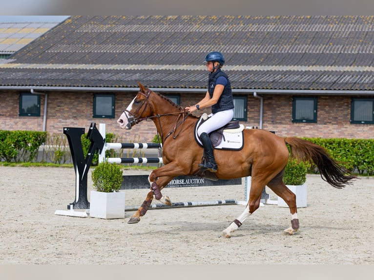 Selle Français Ruin 7 Jaar 166 cm Vos in Waddinxveen