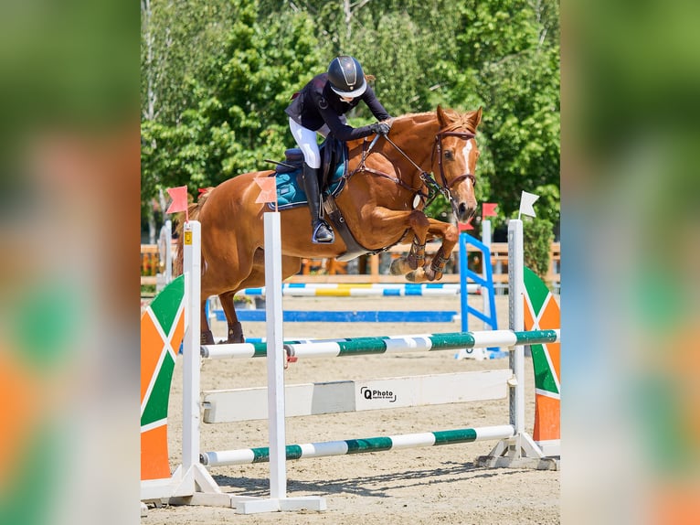 Selle Français Mix Ruin 7 Jaar 167 cm Donkere-vos in Itesti