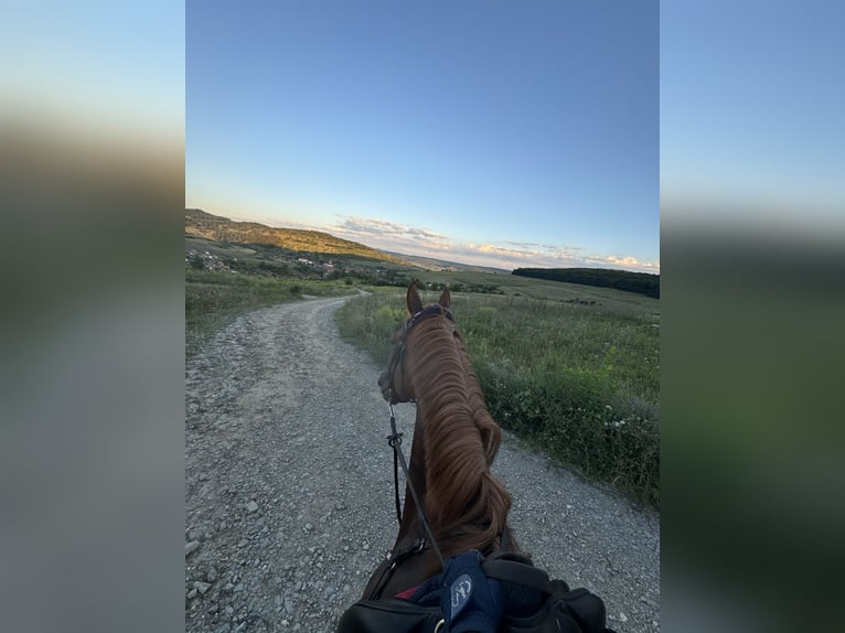 Selle Français Mix Ruin 7 Jaar 167 cm Donkere-vos in Itesti