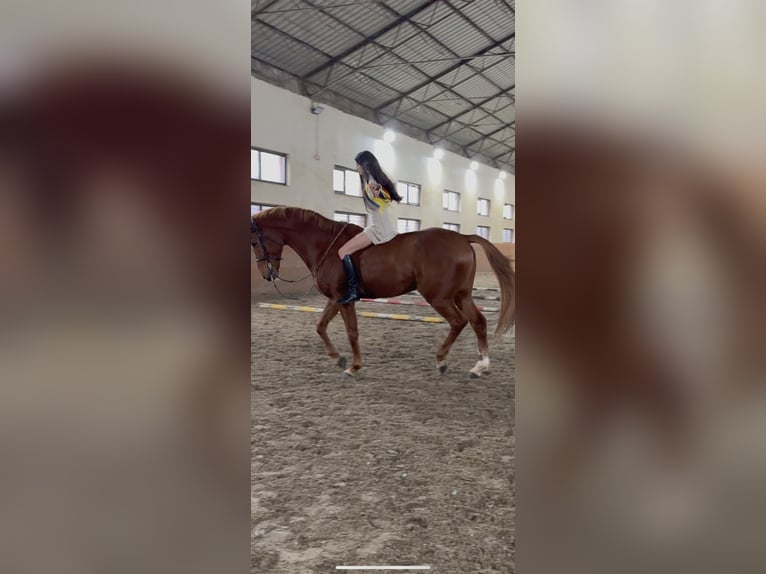 Selle Français Mix Ruin 7 Jaar 167 cm Donkere-vos in Itesti