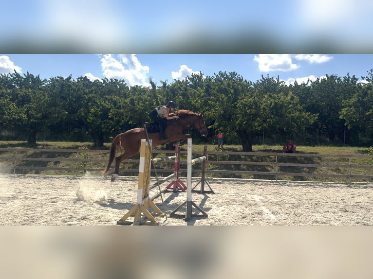 Selle Français Mix Ruin 7 Jaar 167 cm Donkere-vos in Itesti