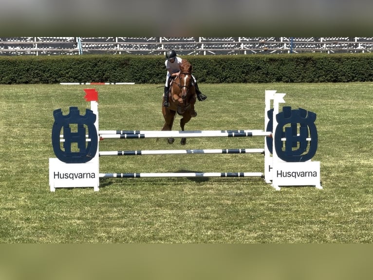 Selle Français Mix Ruin 7 Jaar 167 cm Donkere-vos in Itesti