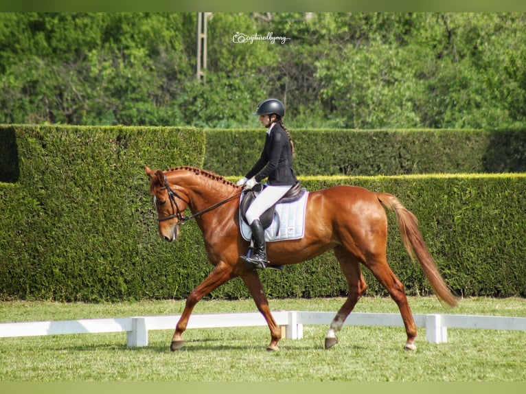 Selle Français Mix Ruin 7 Jaar 167 cm Donkere-vos in Itesti