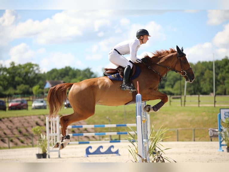 Selle Français Ruin 7 Jaar 168 cm Roodvos in Saint-Amand-en-Puisaye