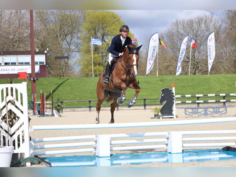 Selle Français Ruin 7 Jaar 168 cm Roodvos in Saint-Amand-en-Puisaye