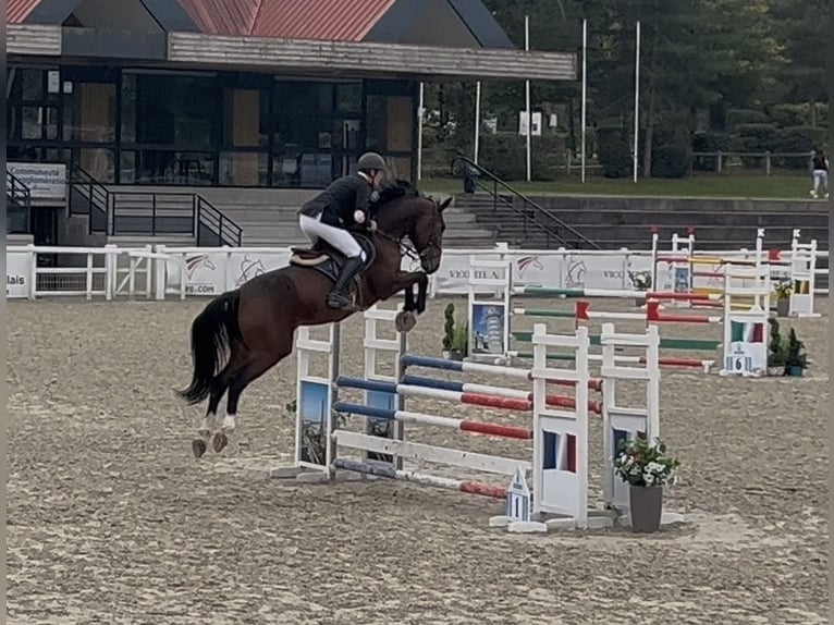 Selle Français Ruin 7 Jaar 172 cm Bruin in Coudekerque-Branche